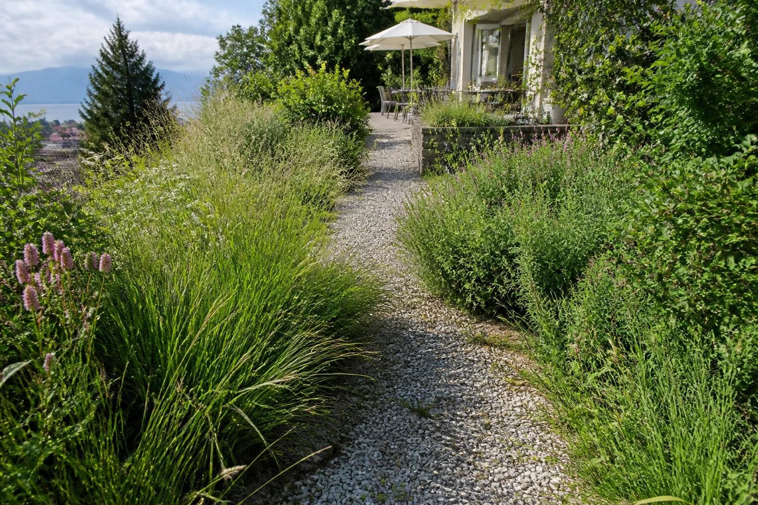 Allée de jardin encombrée observée depuis un chemin stable avant réorganisation
