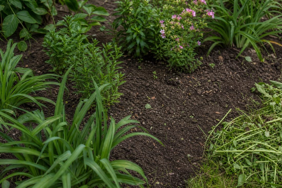 Exemple : massif désherbé avec sol propre entre les plants