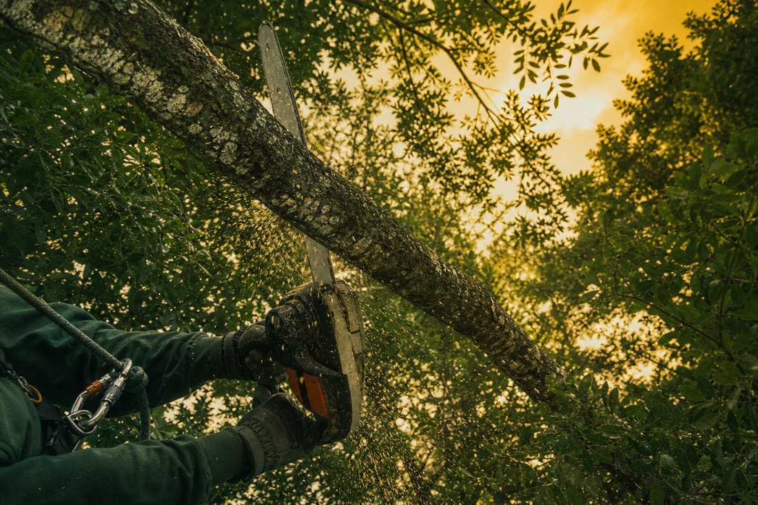 Exemple : élagage d'une branche d'arbre depuis le sol