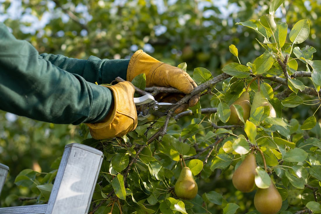 Exemple : taille de branches d'un arbre fruitier